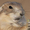 8553294 cutemarmot 1663756302