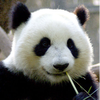62629 hanshuai 1578916014