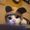 WhatAKitty