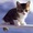 124601 neko13 1578918630
