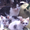 东圣