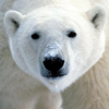 1059098 polarbear1993 1578939314