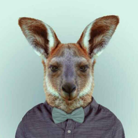 1760154 mr kangaroo 1578959346