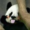 3024491 xiaolangzhong 1578973229