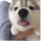 4829111 innohusky 1578975207