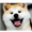 7372805 codebigdog 1585474599