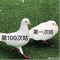7695966 pigeon guguji 1592374961