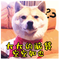 7706548 wd 1231 1638775607
