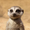 8352693 meerkat morecats 1607050819