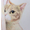 Fe