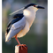 13701782 night heron 1699931556