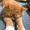 Tam