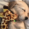 15571292 little dream d 1741847081