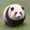 5266689 chen huihui 1741860887