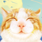 13502012 an orangecat 1743409986
