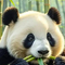 1158590 huqingyi 1744107376