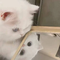 15818673 mmcj cat 1747040833