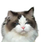 7757431 q91 1747639212