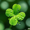 15902341 tea beauty 1749008895